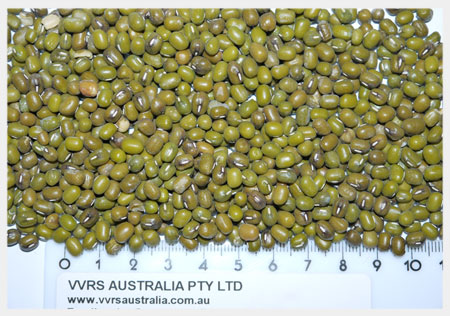 Mung Bean