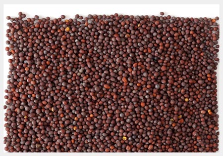 Mustard seed