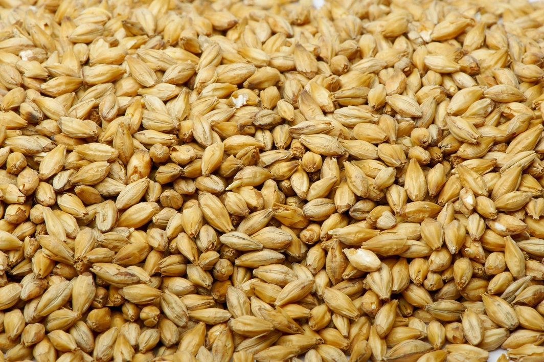 Barley Australia