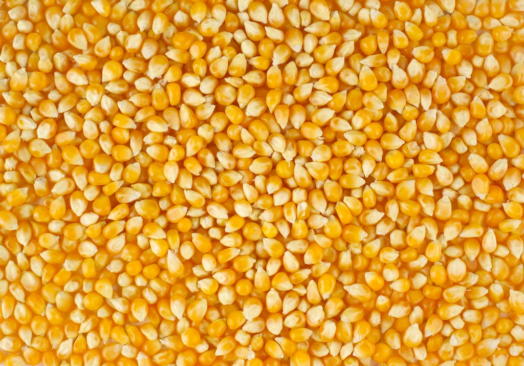 Corn