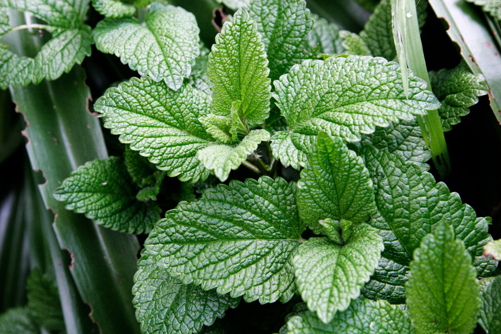 mint leaves