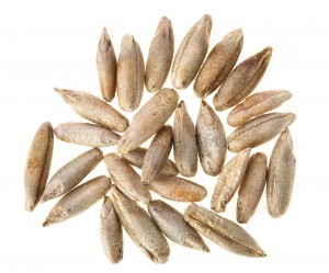 Rye