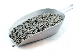 sunflower seedl