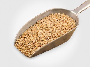 wheat grain
